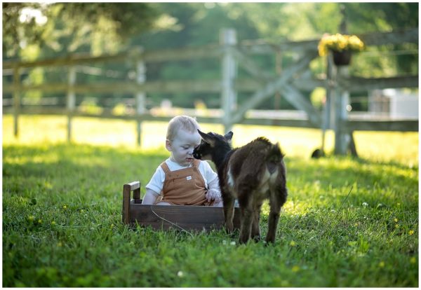 Christy Lively Photography Evansville Indiana-Christy Lively Photography Newburgh Indiana Photography Newborn , Maternity Birth photography, newborn photographer, birth photographer Milestone photographer Cake Smash photographer Evansville-Newburgh Indiana Best Newborn Photographer Evansville, Indiana, Baby Goats Baby Goat Minis Baby Goat Pictures