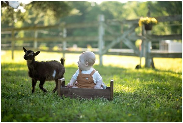 Christy Lively Photography Evansville Indiana-Christy Lively Photography Newburgh Indiana Photography Newborn , Maternity Birth photography, newborn photographer, birth photographer Milestone photographer Cake Smash photographer Evansville-Newburgh Indiana Best Newborn Photographer Evansville, Indiana, Baby Goats Baby Goat Minis Baby Goat Pictures