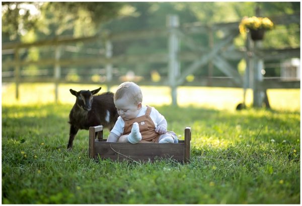 Christy Lively Photography Evansville Indiana-Christy Lively Photography Newburgh Indiana Photography Newborn , Maternity Birth photography, newborn photographer, birth photographer Milestone photographer Cake Smash photographer Evansville-Newburgh Indiana Best Newborn Photographer Evansville, Indiana, Baby Goats Baby Goat Minis Baby Goat Pictures